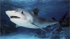 全球十大海洋冷血杀手鲨鱼