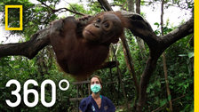 带你走进婆罗洲森林中的国际动物救援中心