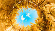 [360°]身“林”奇景，金秋大观湿地